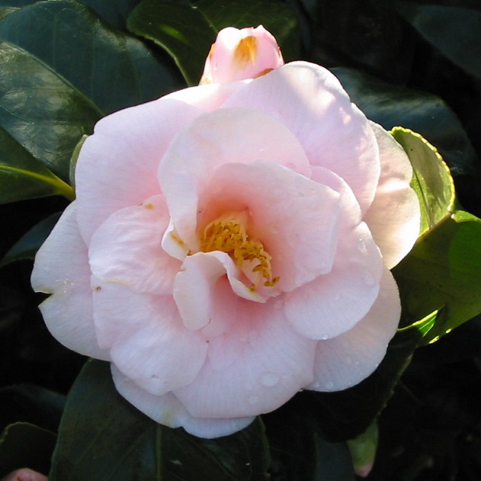 Camellia Peach Blossum